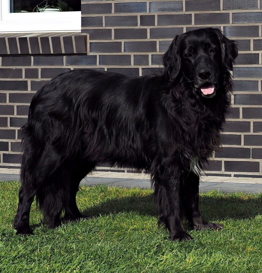 Jara vom Eichenkönig